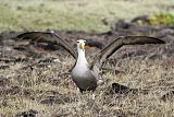 Waved Albatrossborder=